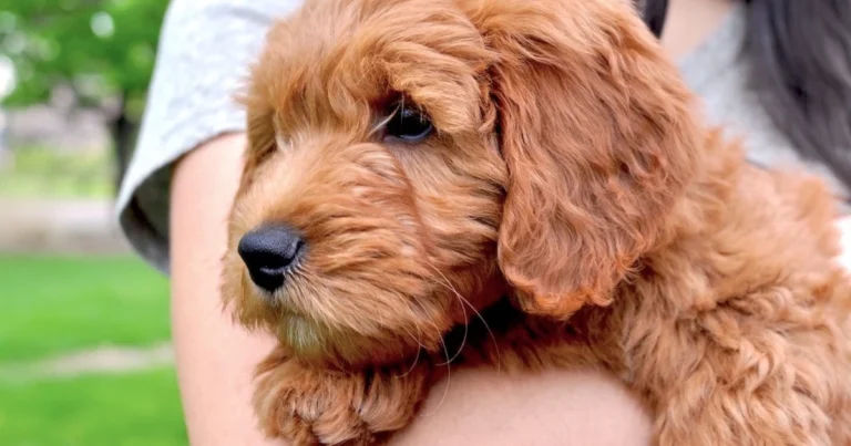 Hypoallergenic Dogs
